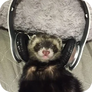 Sticker from ferrets 0.1 ??¿?11 ;0 | @SkibidiCitrusMeow | by @offstikbot