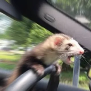 Sticker from Cursed Ferrets