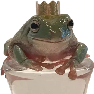 👑 emoji жабки!! Telegram sticker 9 of 89