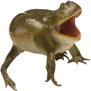 🗣 emoji жабки!! Telegram sticker 23 of 89
