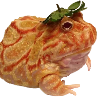 🍊 emoji жабки!! Telegram sticker 18 of 89