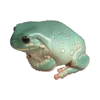 🤔 emoji жабки!! Telegram sticker 14 of 89