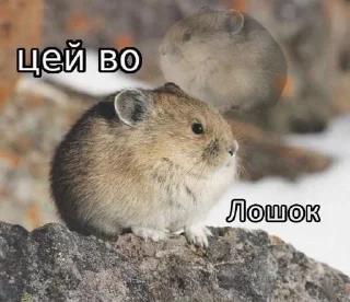 🌟 emoji Цей во, стікери Telegram sticker 23 of 88