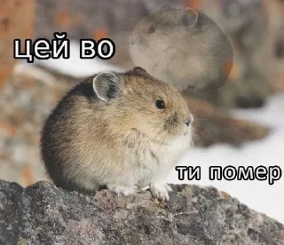 🌟 emoji Цей во, стікери Telegram sticker 22 of 88