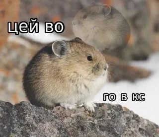 🌟 emoji Цей во, стікери Telegram sticker 20 of 88