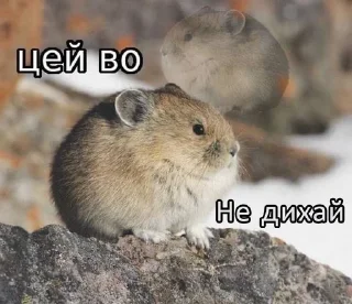 🌟 emoji Цей во, стікери Telegram sticker 19 of 88