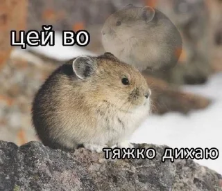 🌟 emoji Цей во, стікери Telegram sticker 15 of 88