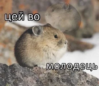 🌟 emoji Цей во, стікери Telegram sticker 21 of 88