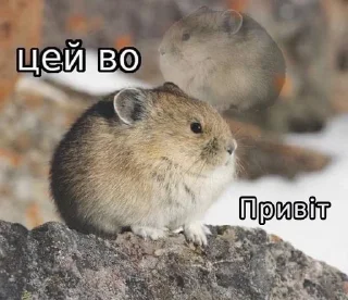 🌟 emoji Цей во, стікери Telegram sticker 18 of 88