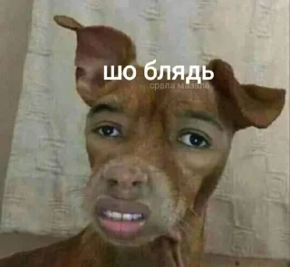 ⁉️ emoji Українські меми Telegram sticker 17 of 83
