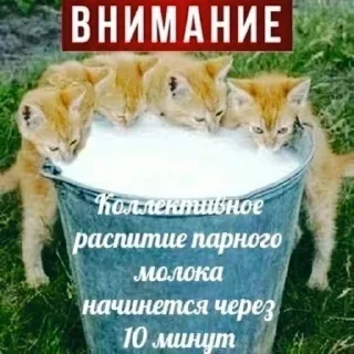 Sticker from хахатунчики