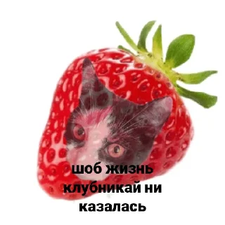 🍓 emoji Алиса Telegram sticker 13 of 14