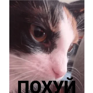 😐 emoji Алиса Telegram sticker 7 of 14