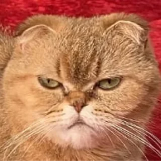 🐷 emoji Вери найс гуд найс Telegram sticker 10 of 47