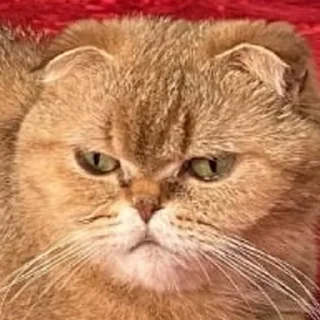 🐽 emoji Вери найс гуд найс Telegram sticker 12 of 47