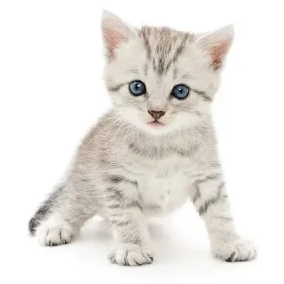 🙂 emoji нагетсы вкусные Telegram sticker 5 of 25