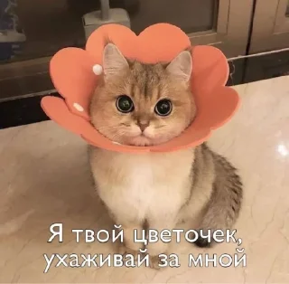 Sticker from Пикчи для общения @picstotalk