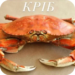 Sticker from Фотожоп https://t.me/Emil_1951