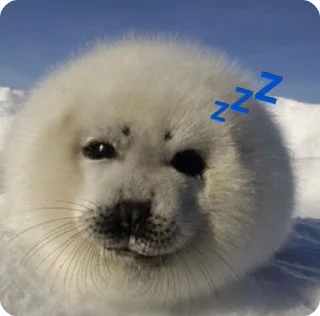 😴 emoji Тюленчики <3 Telegram sticker 13 of 30