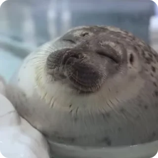 😴 emoji Тюленчики <3 Telegram sticker 21 of 30