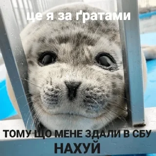 👮 emoji Уляна каже що я тюленьчик Telegram sticker 17 of 18