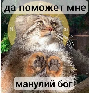 😇 emoji Манулы от Хельга Telegram sticker 24 of 85