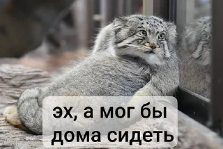 😔 emoji Манулы от Хельга Telegram sticker 23 of 85