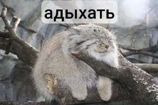 😴 emoji Манулы от Хельга Telegram sticker 17 of 85