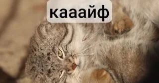 😌 emoji Манулы от Хельга Telegram sticker 16 of 85