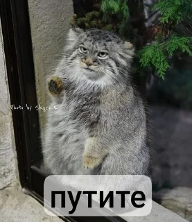 🚪 emoji Манулы от Хельга Telegram sticker 6 of 85