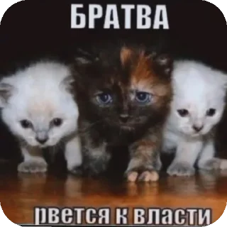 🐱 emoji мне этот мир уже предельно понятен Telegram sticker 21 of 119