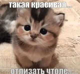 🫛 emoji ну и хуйня Telegram sticker 23 of 42