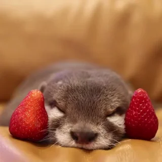 🍓 emoji Больше стиков тут: @stikery4 Telegram sticker 4 of 34