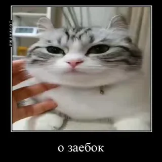🥴 emoji Больше стиков тут: @stikery4 Telegram sticker 5 of 50