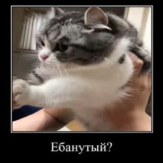 🥴 emoji Больше стиков тут: @stikery4 Telegram sticker 19 of 50