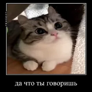 🙊 emoji Больше стиков тут: @stikery4 Telegram sticker 24 of 50