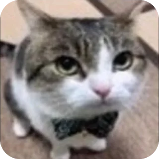 👍 emoji Стикер пак @Kotiko_MoonNight Telegram sticker 17 of 48