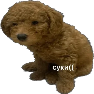 😔 emoji Тимоха балбес Telegram sticker 11 of 55