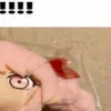 🤩 emoji Плюш секайчики @Kos_StFD @KoshkarizeStickers @TgEmodziBot Telegram sticker 14 of 92