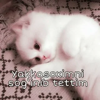 🥺 emoji @Miss_Astoria niki by @StikerYaratishbot Telegram sticker 16 of 109