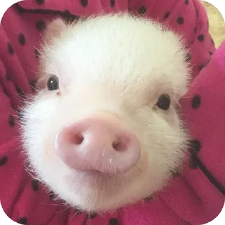 🐷 emoji хрюшечки🎀 Telegram sticker 19 of 23