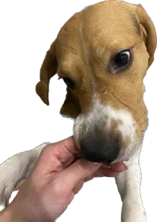 🐶 emoji хуйлуша Telegram sticker 9 of 30