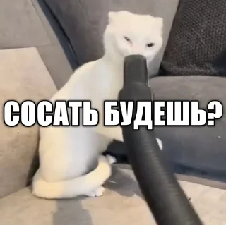 Sticker from @sqeay лучший ёж