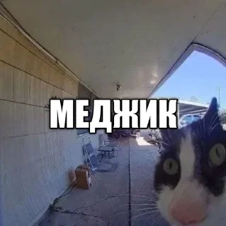 Sticker from @sqeay лучший ёж