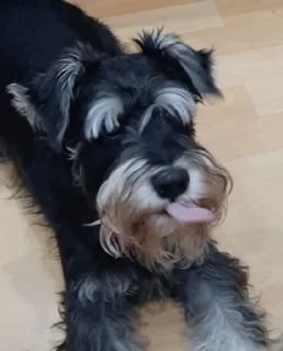 😝 emoji Лаймик Telegram sticker 15 of 87