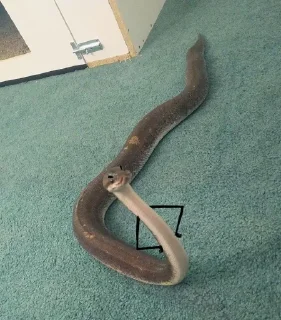 😑 emoji Snake @Llcloud Telegram sticker 23 of 34