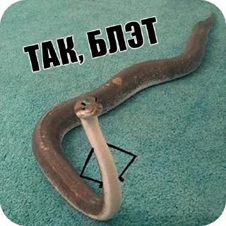 Sticker from Snake