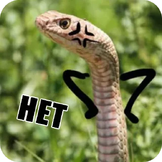 🙅‍♂️ emoji Snake Telegram sticker 11 of 19