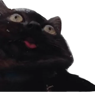 Sticker from Crazy black cat