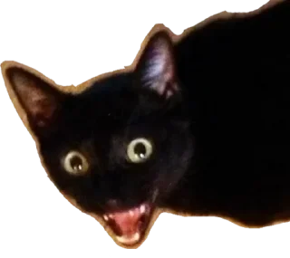 Sticker from Crazy black cat